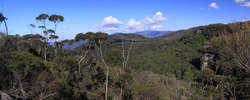 Budawangs - From Sassafras to Wog Wog<div style='float: right;'>[panorama-2.jpg]</div>